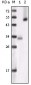 GSK3 alpha Antibody